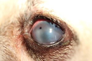 Mit Kontaktlinse ist das Auge offen, die Hornhaut sofort schmerzfrei und geschützt