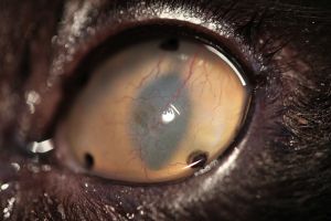 Eine Kontaktlinse erkennt man an den schwarzen Punkten
