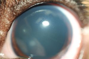 Mydriase, große, runde Pupille, auf Lichteinfall sollte sie schlitzförmig werden
